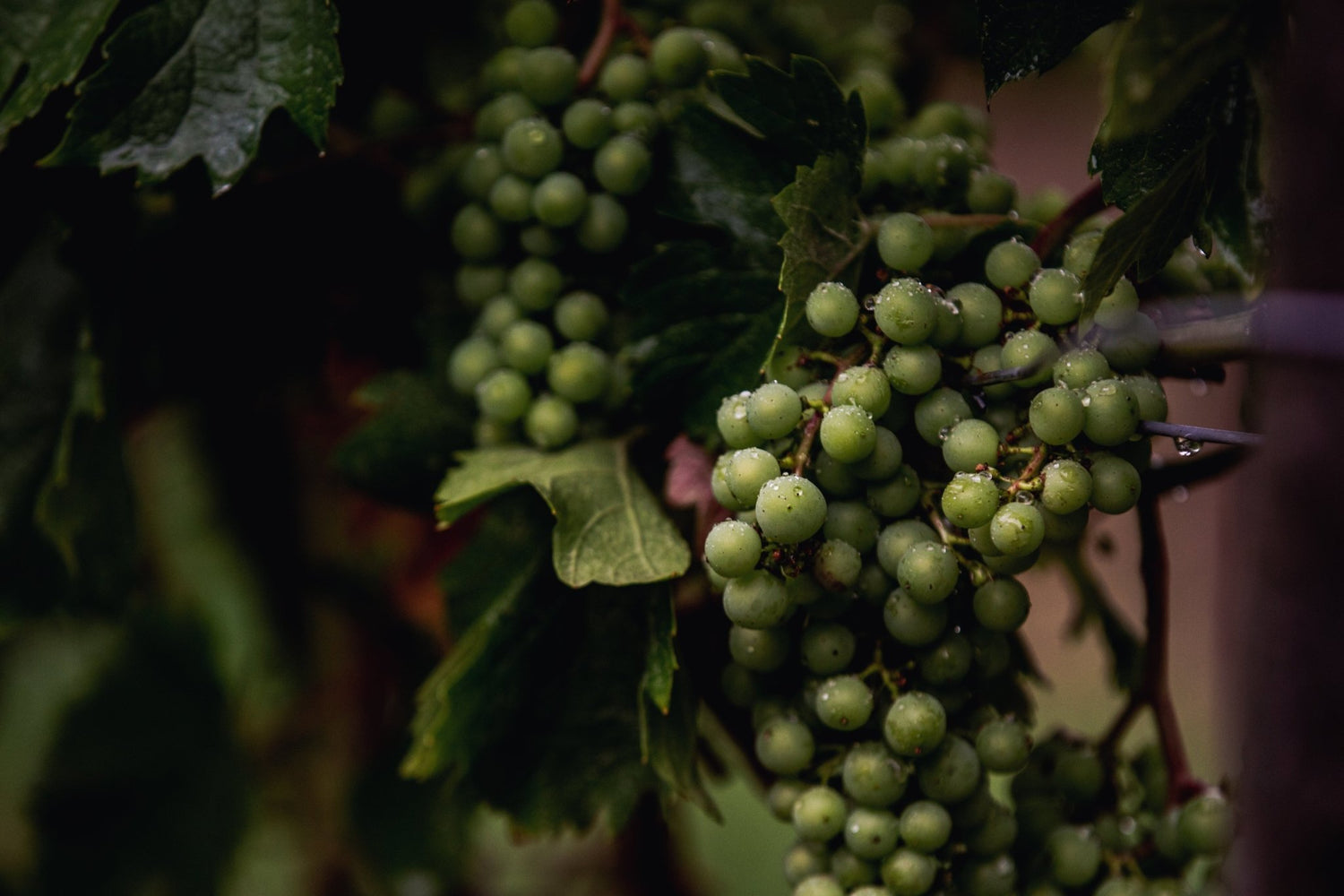 Piccolo Wine | Thirsty Liquor Tauranga