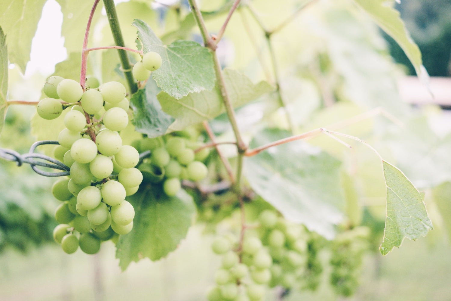 Sauvignon Blanc | Thirsty Liquor Tauranga